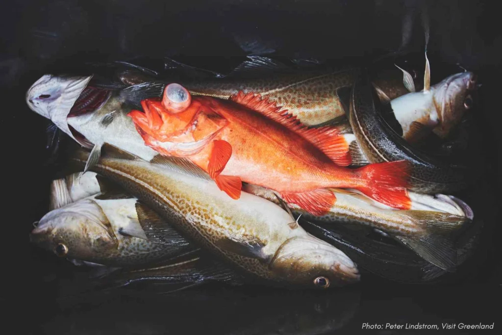 Catch from Fish and Dish Tour, Nuuk. Photo - Peter Lindstrom , Visit Greenland