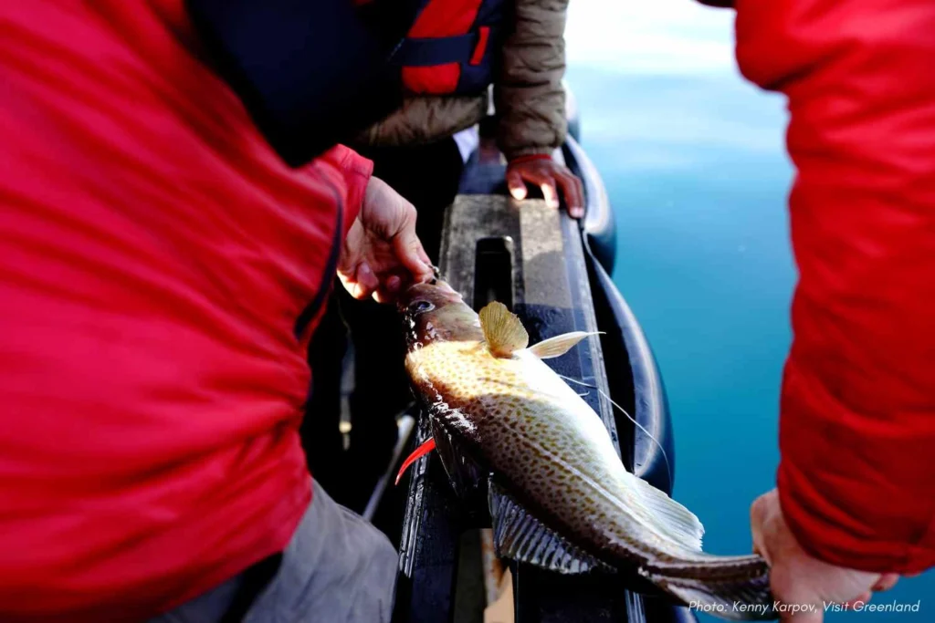 Cod caught off the coast of Kulusuk. Photo by Kenny Karpov - Visit Greenland