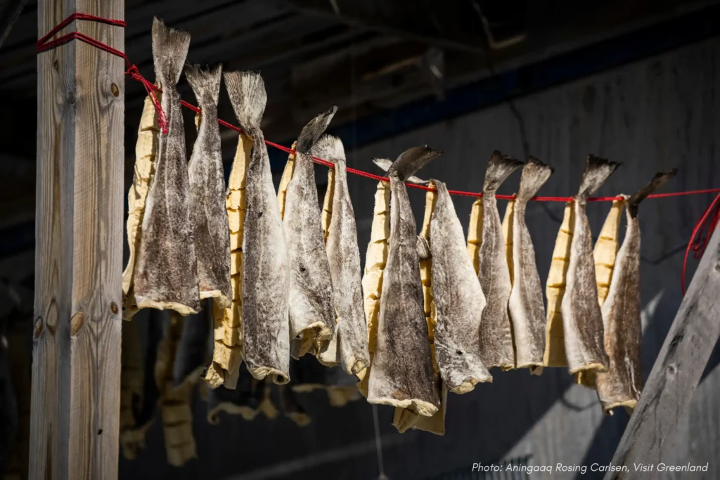 Copy of Local Drying Cod. - Photo- Aningaaq Rosing Carlsen - Visit Greenland