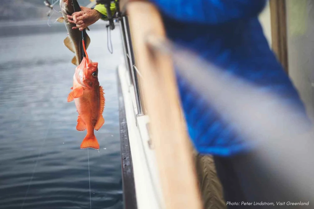 Freshly Caught Redfish, Nuuk Fjord. Photo - Peter Lindstrom , Visit Greenland (1)