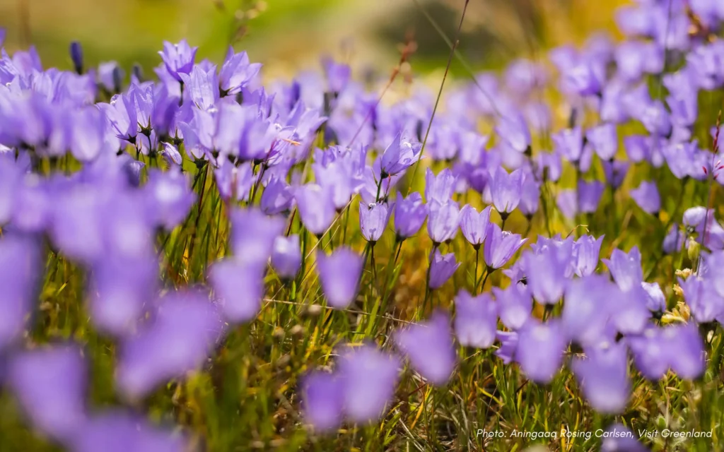 Blloming Tinkerbell Flowers