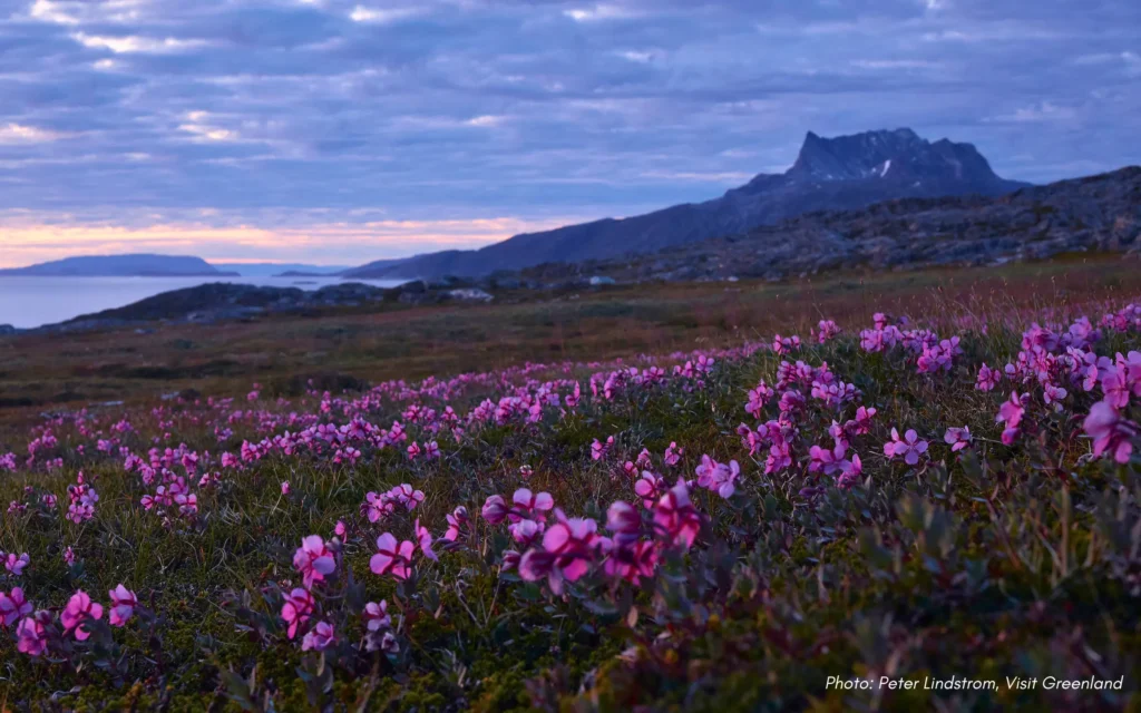 Fireweed flowers at Sermitsiaq Mountain